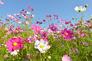 木々・花々を愛でるルート